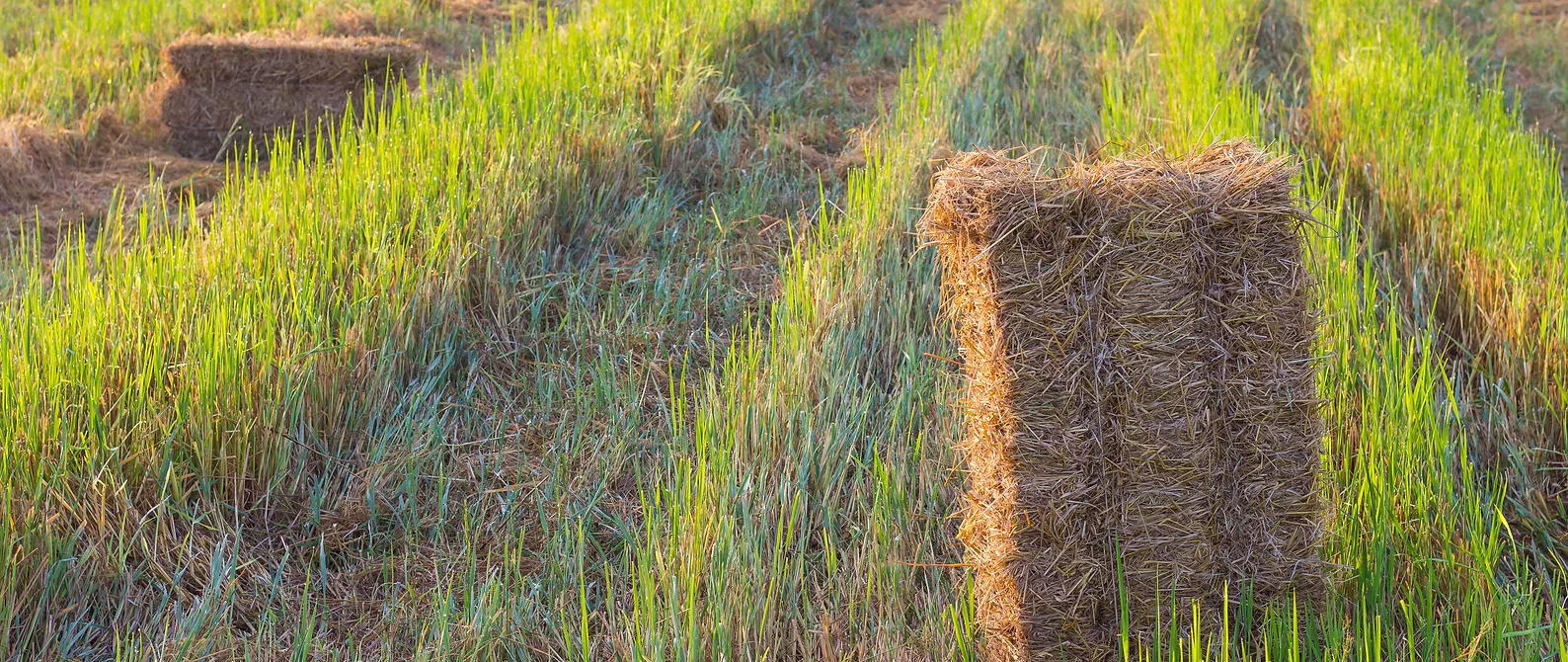 Rice-straw fields — the raw material